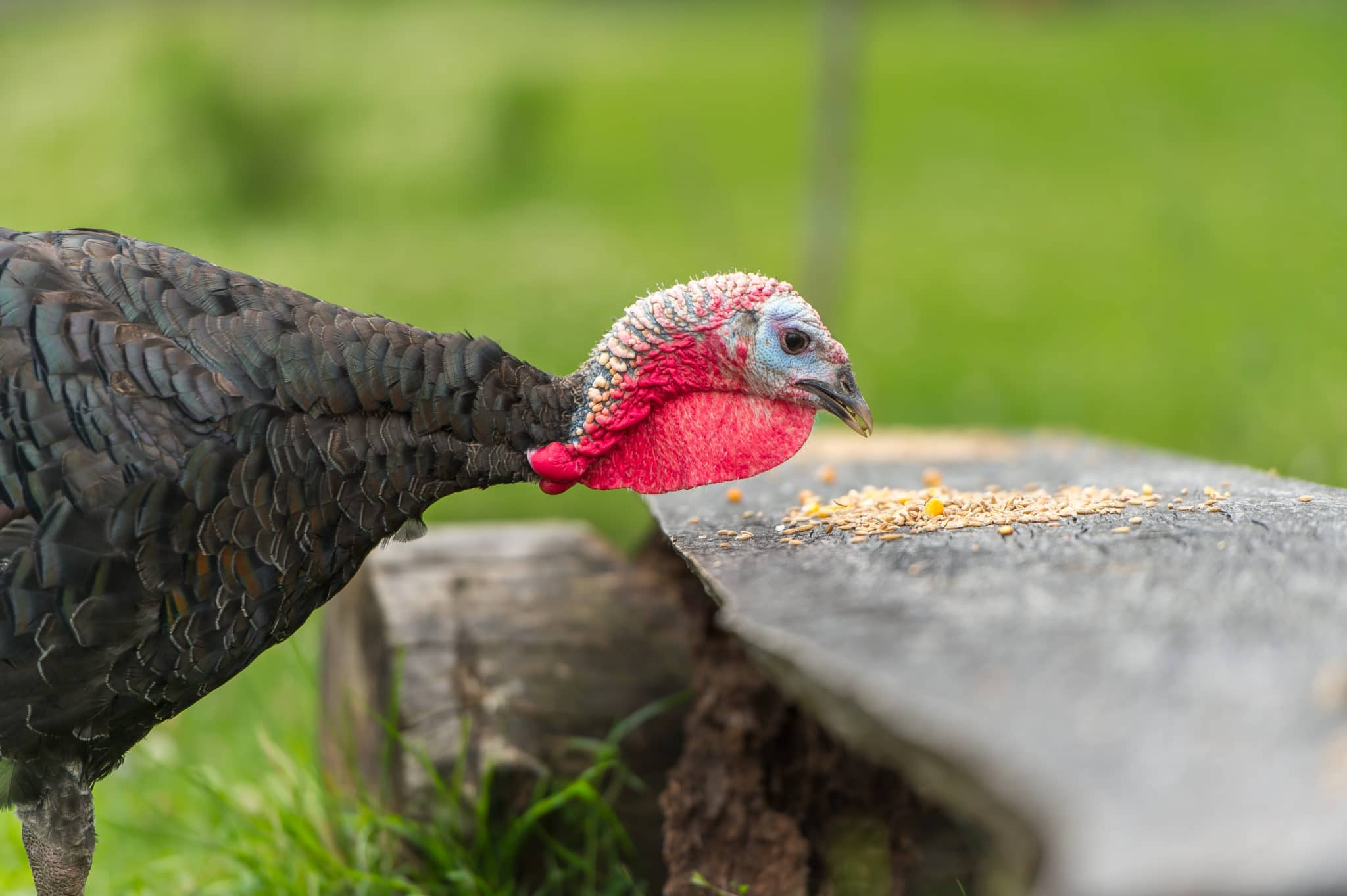 Turkey Eating Grains